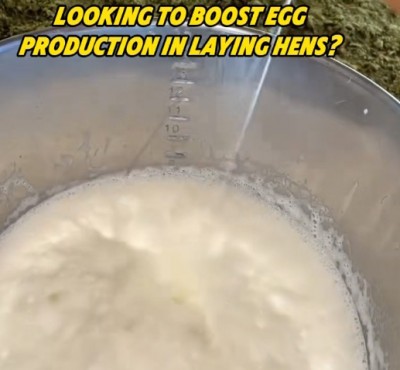 Бажаєте підвищити виробництво яєць у курчат?